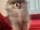 Biblo Surat Küt Burun Pomeranian Boo