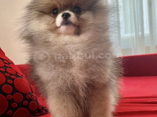 Biblo Surat Küt Burun Pomeranian Boo görsel