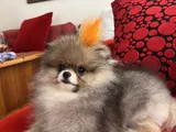 Biblo Surat Küt Burun Pomeranian Boo
