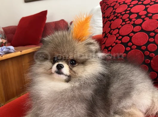 Biblo Surat Küt Burun Pomeranian Boo görsel
