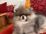 Biblo Surat Küt Burun Pomeranian Boo