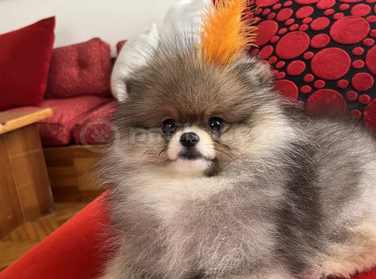 Biblo Surat Küt Burun Pomeranian Boo
