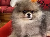 Biblo Surat Küt Burun Pomeranian Boo