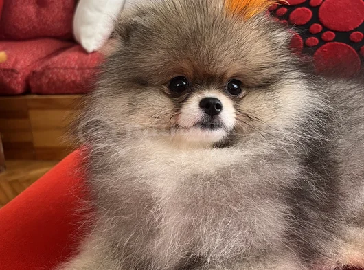Biblo Surat Küt Burun Pomeranian Boo görsel