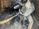 Safkan orjinal belçika kurt yavruları