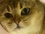 Sandy Scottish Fold Ücretsiz