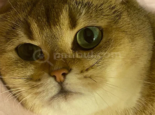 Sandy Scottish Fold Ücretsiz görsel