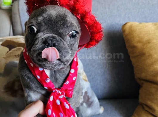 Mecburiyetten Sevimli French Buldog görsel