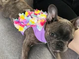 Mecburiyetten Sevimli French Buldog