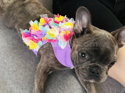 Mecburiyetten Sevimli French Buldog görsel
