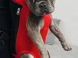 Mecburiyetten Sevimli French Buldog
