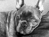 Mecburiyetten Sevimli French Buldog