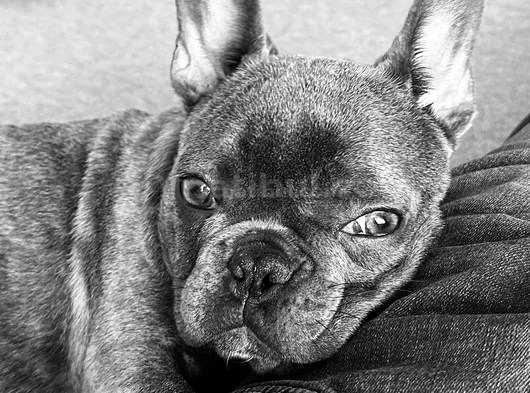Mecburiyetten Sevimli French Buldog görsel