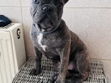 Mecburiyetten Sevimli French Buldog
