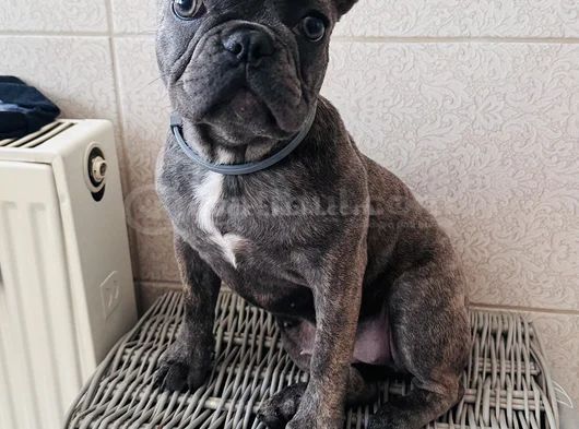 Mecburiyetten Sevimli French Buldog