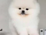 Irk Garantili Sevimli Pomeranian Boo Yavruları