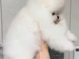 Irk Garantili Sevimli Pomeranian Boo Yavruları