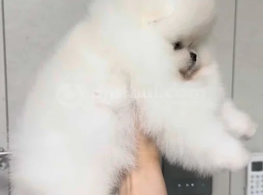 Irk Garantili Sevimli Pomeranian Boo Yavruları görsel