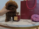 Birbirinden Tatlı Toy Poodle Yavruları