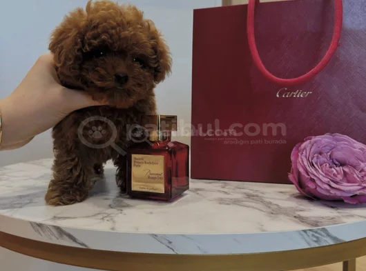 Birbirinden Tatlı Toy Poodle Yavruları görsel