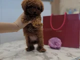 Birbirinden Tatlı Toy Poodle Yavruları
