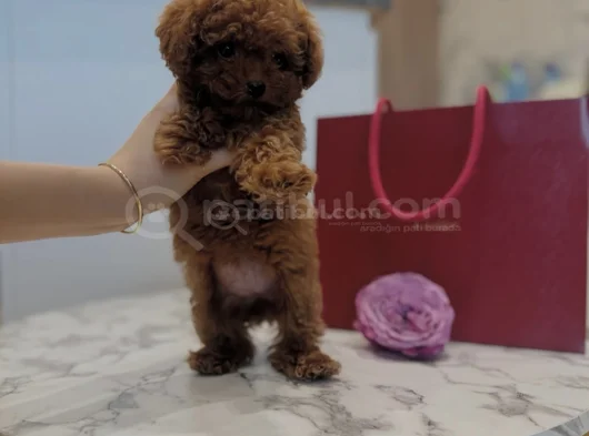 Birbirinden Tatlı Toy Poodle Yavruları görsel