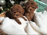 Birbirinden tatlı Toy Poodle Yavruları