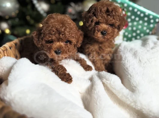 Birbirinden Tatlı Toy Poodle Yavruları