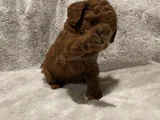 Birbirinden Tatlı Toy Poodle Yavruları