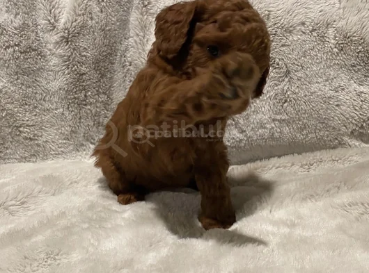 Birbirinden Tatlı Toy Poodle Yavruları görsel