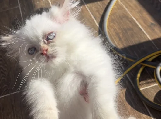 Orji̇nal Yavru 2 İran Kedi̇si̇ görsel