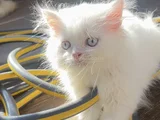 Orji̇nal Yavru 2 İran Kedi̇si̇
