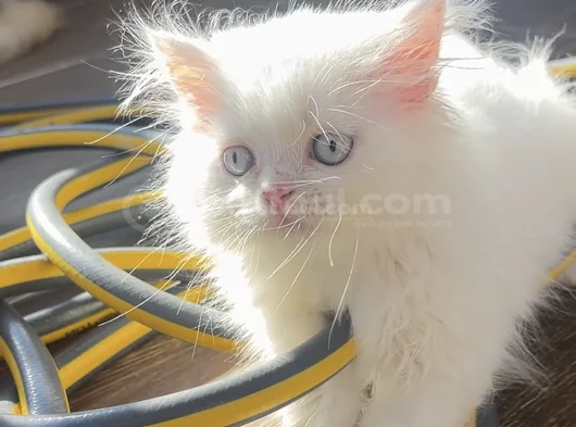 Orji̇nal Yavru 2 İran Kedi̇si̇ görsel
