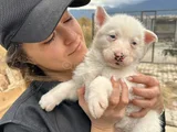 Sibirya Kurdu husky Yavrularımız