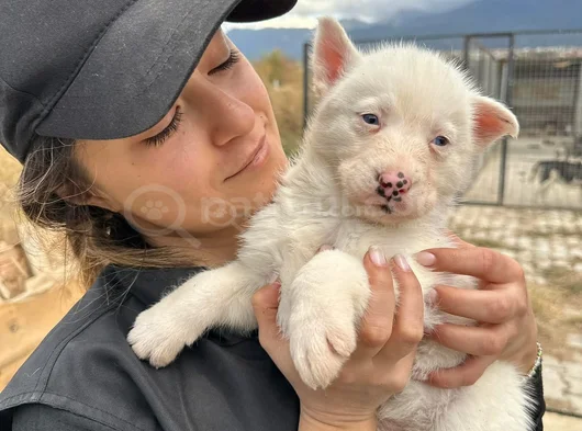 Sibirya Kurdu Husky Yavrularımız