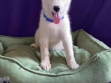 Sibirya Kurdu Husky Yavrularımız