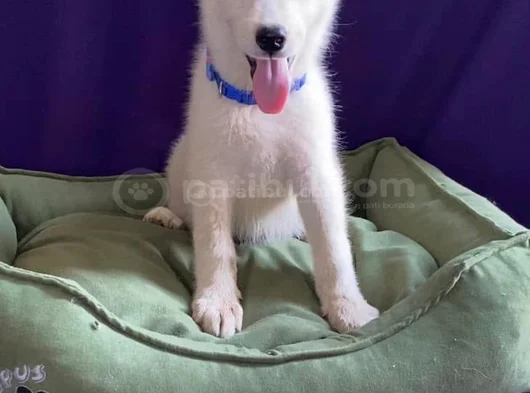 Sibirya Kurdu Husky Yavrularımız görsel