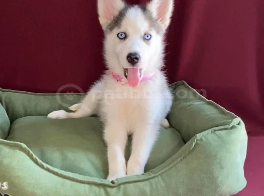 Sibirya Kurdu Husky Yavrularımız görsel