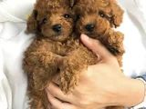 EFSANE KALITEDE TOY POODLE YAVRULAR VONALP PET GARANTISIYLE