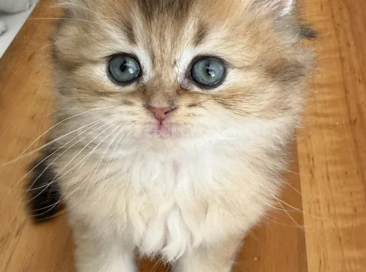 Anne Baba Şecereli̇ Golden Di̇şi̇ Erkek görsel