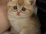Anne Baba Şecereli̇ Golden Di̇şi̇ Erkek