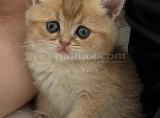 Anne Baba Şecereli̇ Golden Di̇şi̇ Erkek görsel