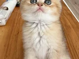 ANNE BABA ŞECERELİ GOLDEN DİŞİ ERKEK