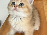 Anne Baba Şecereli̇ Golden Di̇şi̇ Erkek