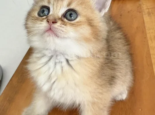 Anne Baba Şecereli̇ Golden Di̇şi̇ Erkek görsel