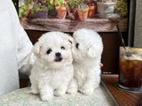 Xxsmal Maltipoo Bebekler Uygun