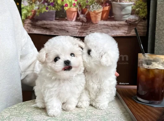 Xxsmal Maltipoo Bebekler Uygun görsel