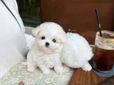 Xxsmal Maltipoo Bebekler Uygun