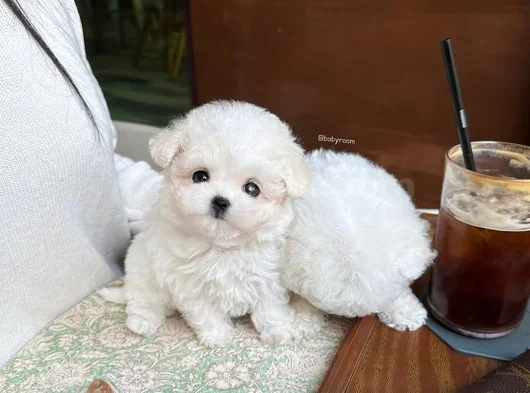 Xxsmal Maltipoo Bebekler Uygun
