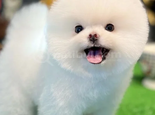 Irk Garantili Sevimli Pomeranian Boo Yavruları